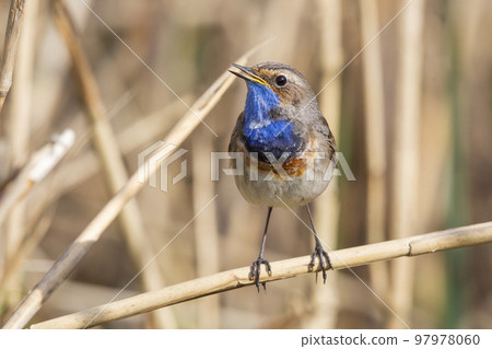 White-spotted Bluethroat (Luscinia svecica cyanecula) - the Netherlands 97978060