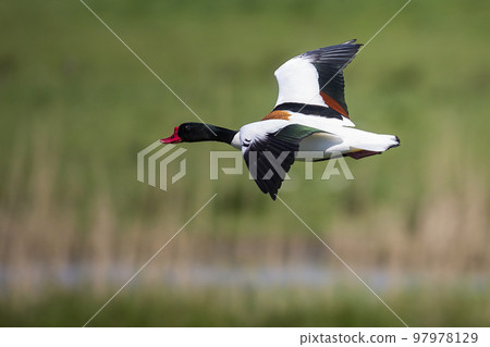 Common shelduck (Tadorna tadorna) flying in the Netherlands 97978129