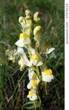 Flower Toadflax or wild snapdragon is a herbaceous perennial plant of the Plantain family 97978229