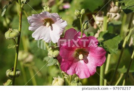 Mallow flower with large and delicate flowers Mallow flower with large and delicate flowers 97978257