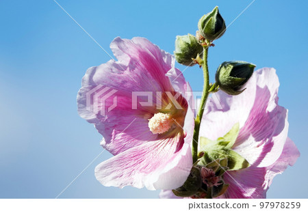 Mallow flower with large and delicate flowers Mallow flower with large and delicate flowers 97978259