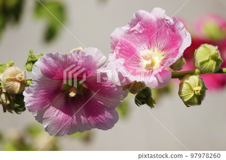 Mallow flower with large and delicate flowers Mallow flower with large and delicate flowers 97978260
