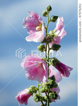 Mallow flower with large and delicate flowers Mallow flower with large and delicate flowers 97978261