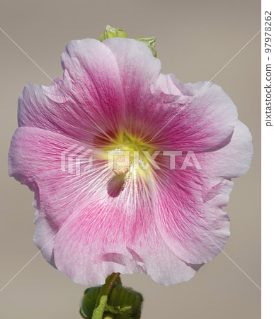 Mallow flower with large and delicate flowers 97978262