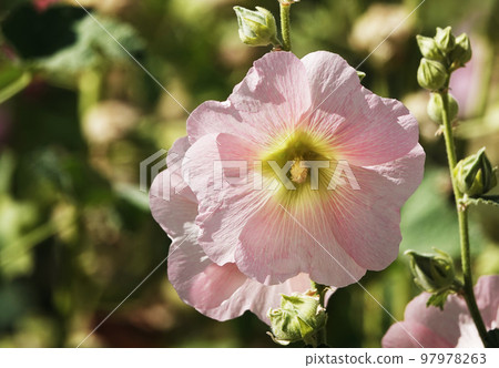 Mallow flower with large and delicate flowers Mallow flower with large and delicate flowers 97978263