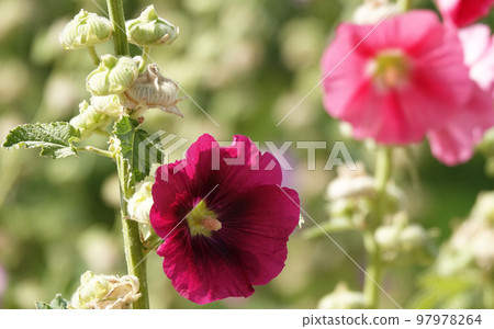 Mallow flower with large and delicate flowers Mallow flower with large and delicate flowers 97978264