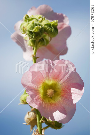 Mallow flower with large and delicate flowers Mallow flower with large and delicate flowers 97978265