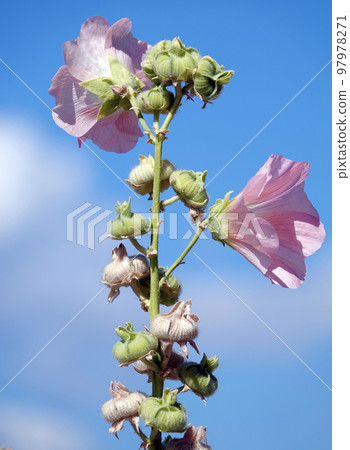 Mallow flower with large and delicate flowers Mallow flower with large and delicate flowers 97978271