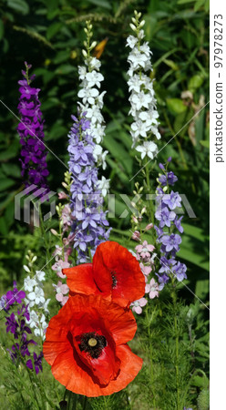 The poppy flower is a herbaceous perennial plant, the poppy family 97978273