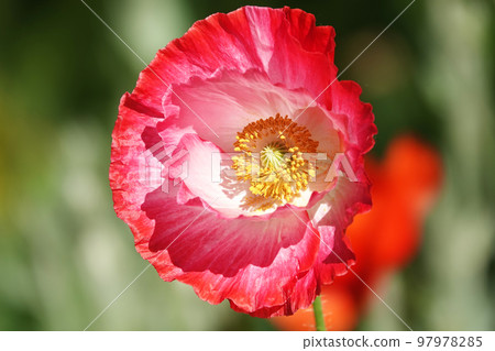 Spring flowering Maca with large red flowers 97978285