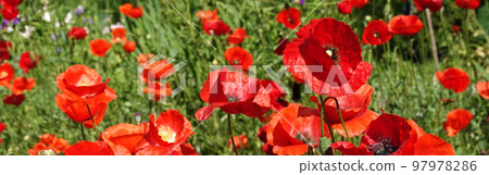Spring flowering Maca with large red flowers Spring flowering Maca with large red flowers 97978286