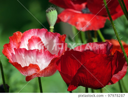 Spring flowering Maca with large red flowers Spring flowering Maca with large red flowers 97978287