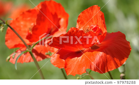 Spring flowering Maca with large red flowers Spring flowering Maca with large red flowers 97978288