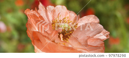 Spring bloom of Poppy with large pink flowers Spring bloom of Poppy with large pink flowers 97978298