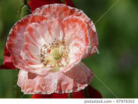 Spring bloom of Poppy with large pink flowers 97978302