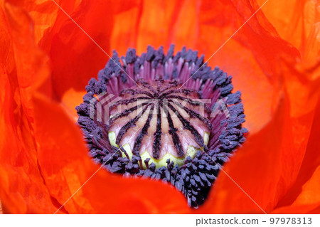 Spring flowering Maca with large red flowers Spring flowering Maca with large red flowers 97978313