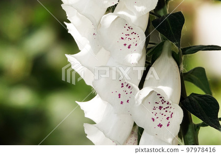 Digitalis flowers close-up on a flowerbed Digitalis flowers close-up on a flowerbed 97978416