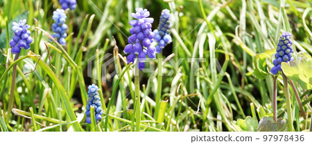 Purple flowers Muscari Armenian Purple flowers Muscari Armenian 97978436