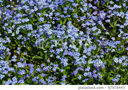 Flowers "Forget-me-not marsh" with blue flowers planted in the parks of the city of Kiev 97978443