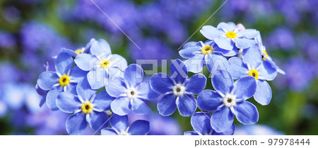 Flowers "Forget-me-not marsh" with blue flowers planted in the parks of the city of Kiev 97978444
