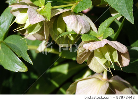 Hellebore flowers close-up on a flowerbed Hellebore flowers close-up on a flowerbed 97978448