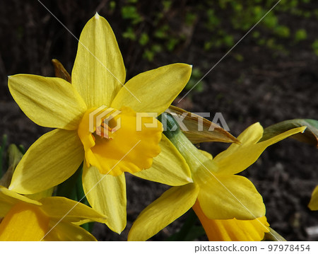 Daffodil flower yellow or false planted in the parks of the city of Kiev Daffodil flower yellow or false planted in the parks of the city of Kiev 97978454