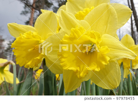 Daffodil flower yellow or false planted in the parks of the city of Kiev Daffodil flower yellow or false planted in the parks of the city of Kiev 97978455