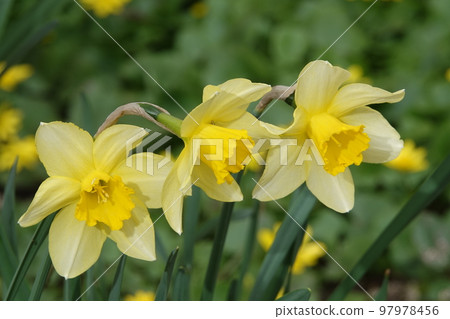 Daffodil flower yellow or false planted in the parks of the city of Kiev Daffodil flower yellow or false planted in the parks of the city of Kiev 97978456