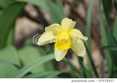 Daffodil flower yellow or false planted in the parks of the city of Kiev 97978457