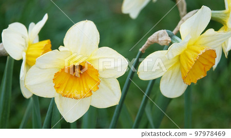 Daffodils landed in the parks of the city of Kiev 97978469
