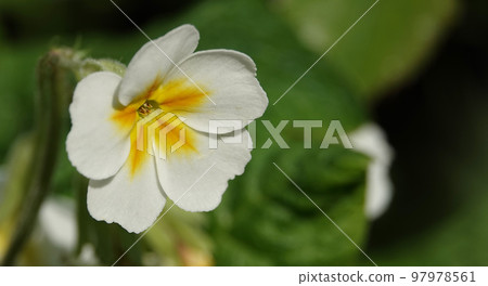 Flowers Primula vulgaris or Primula in city parks Flowers Primula vulgaris or Primula in city parks 97978561