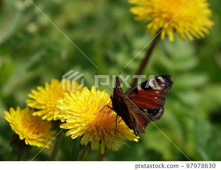 Wildflowers Dandelions growing in the field Wildflowers Dandelions growing in the field 97978630
