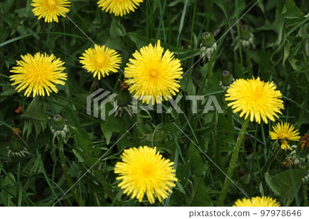 Wildflowers Dandelions growing in the field 97978646