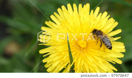 Wildflowers Dandelions growing in the field 97978647