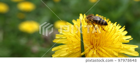 Wildflowers Dandelions growing in the field 97978648