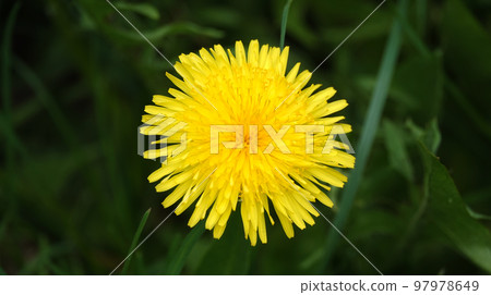 Wildflowers Dandelions growing in the field Wildflowers Dandelions growing in the field 97978649