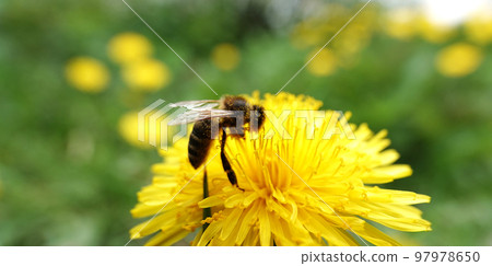 Wildflowers Dandelions growing in the field Wildflowers Dandelions growing in the field 97978650