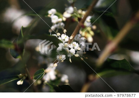 霍莉,白色的小香花綻放 霍莉,白色的小香花綻放 97978677