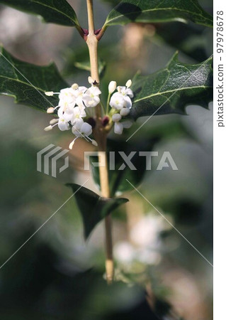 Holly, small white fragrant flowers bloom Holly, small white fragrant flowers bloom 97978678