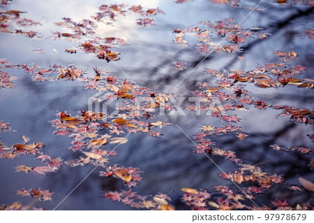 Scenery of early winter with falling leaves 97978679