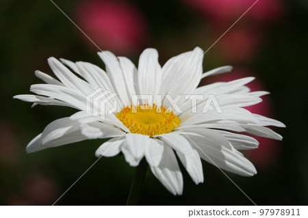 White Daisy Flowers in a Field 97978911