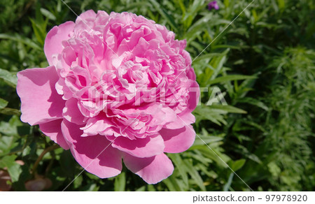 Milky peony is a large pink flower 97978920