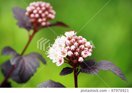 Flowers Bubblecake Decorative close-up very delicate and beautiful 97978921