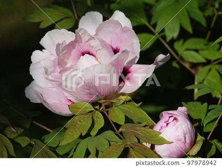 Peony in the spring blossomed a large flower in the park of the city of Kiev 97978942