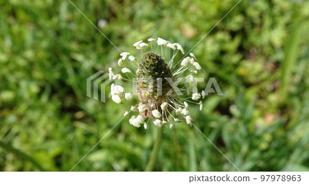 The flower Plantain lanceolate or Plantain lanceolate is a herbaceous perennial plant, the Plantain family 97978963