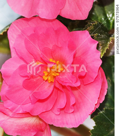 Large-flowered Purslane flowers close-up very delicate and beautiful Large-flowered Purslane flowers close-up very delicate and beautiful 97978964