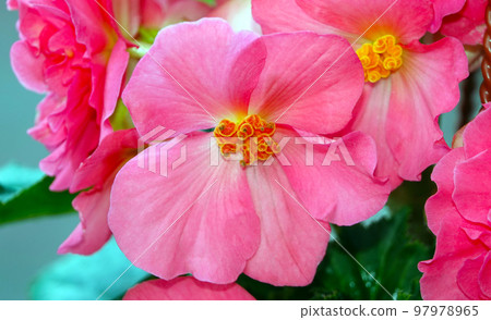 Large-flowered Purslane flowers close-up very delicate and beautiful Large-flowered Purslane flowers close-up very delicate and beautiful 97978965