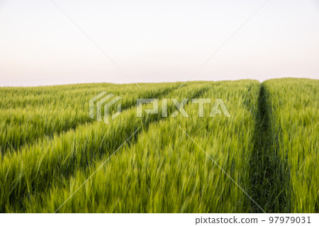 Green barley field under sunlight in summer. Agriculture. Cereals growing in a fertile soil. Green barley field under sunlight in summer. Agriculture. Cereals growing in a fertile soil. 97979031