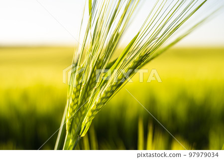 Close up green barley ears with a agricultural field on background under sunlight in summer. Agriculture. Cereals growing in a fertile soil. 97979034