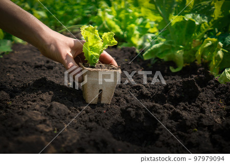 Grl puts the plant in the soil in her vegetable garden. Grl puts the plant in the soil in her vegetable garden. 97979094